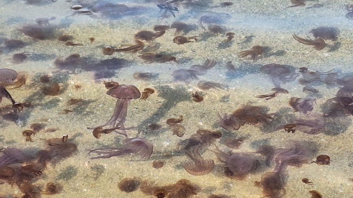 Las medusas mueren en la orilla porque no pueden volver a alta mar.