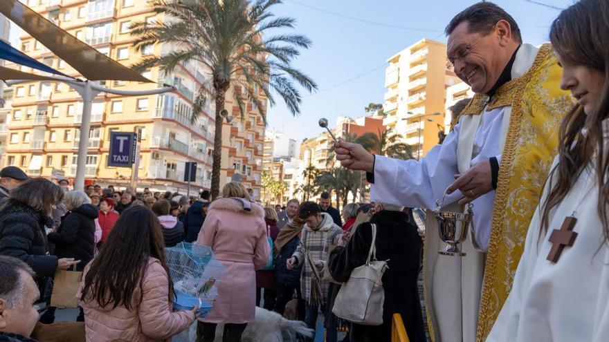 Las hogueras y bendiciones de animales siguen en Alzira, Sueca, Cullera y Gavarda