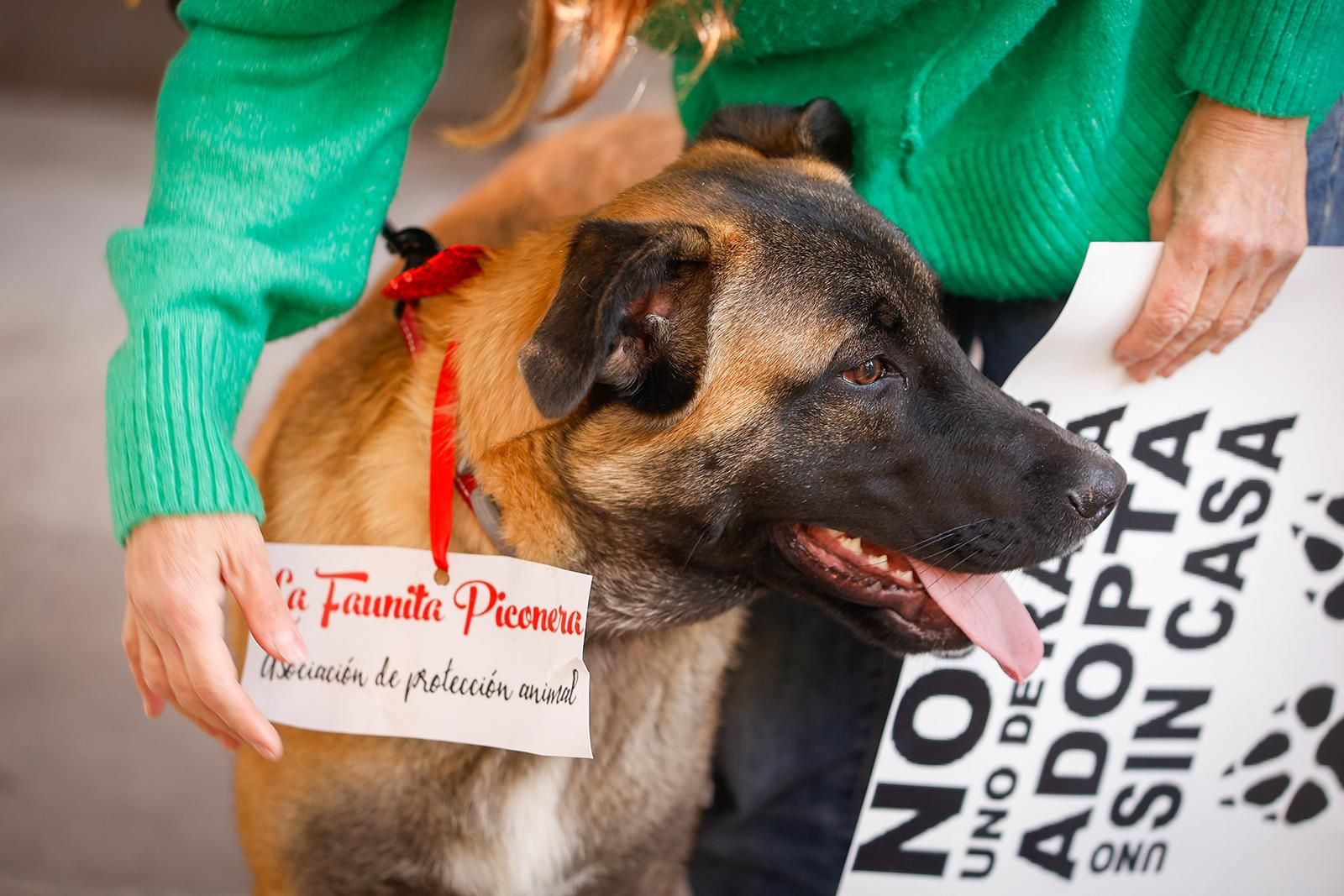 Un paseo con perros para fomentar la adopción