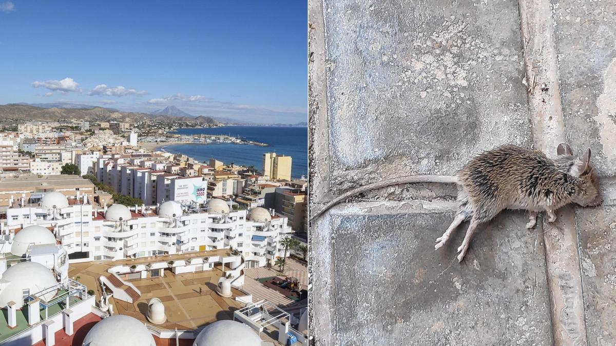 Una panorámica de la Playa del Carrer la Mar junto a una fotografía reciente de una rata muerta en una calle del municipio.