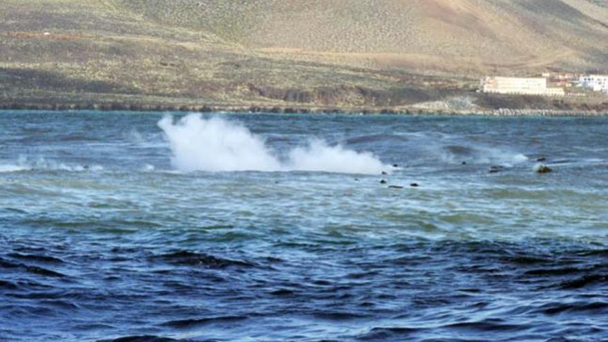 Reaparecen piroclastos en aguas de La Restinga