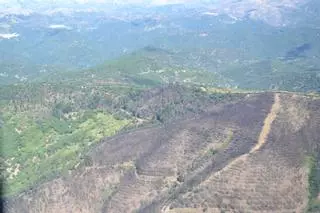 El pinar de Sierra Bermeja necesitará entre 15 y 20 años para regenerarse
