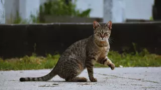 La aplicación del método CER en La Graciosa logra controlar al 81% de las colonias de gatos