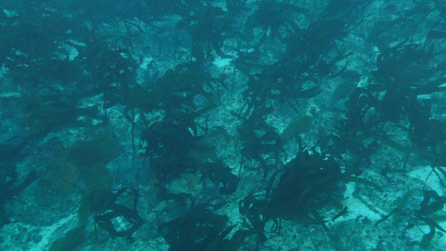 Bosque de macroalgas en las Islas Galápagos