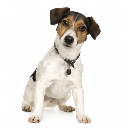 ctv-lrd-jack-russell