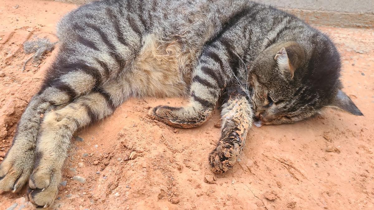 Otro de los felinos que encontraron muerto en Pedralba.