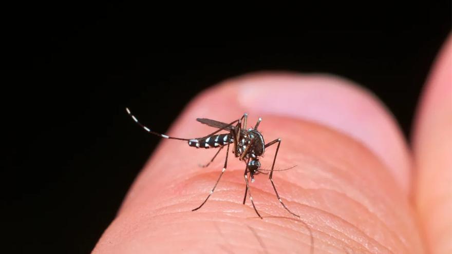 Confirman la presencia del mosquito tigre en Vigo