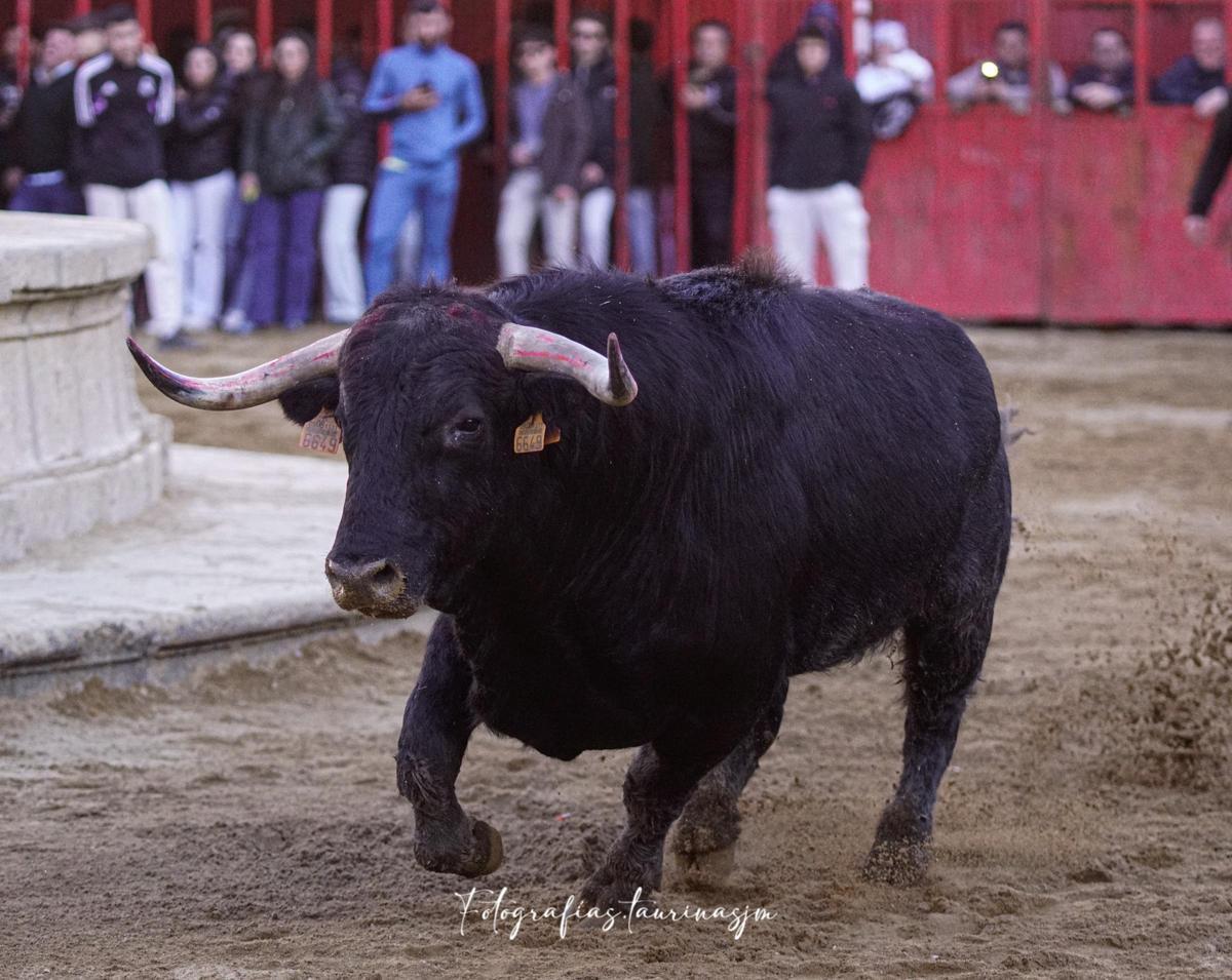 Uno de los toros que han participado en las capeas del Carnaval en Trujillo