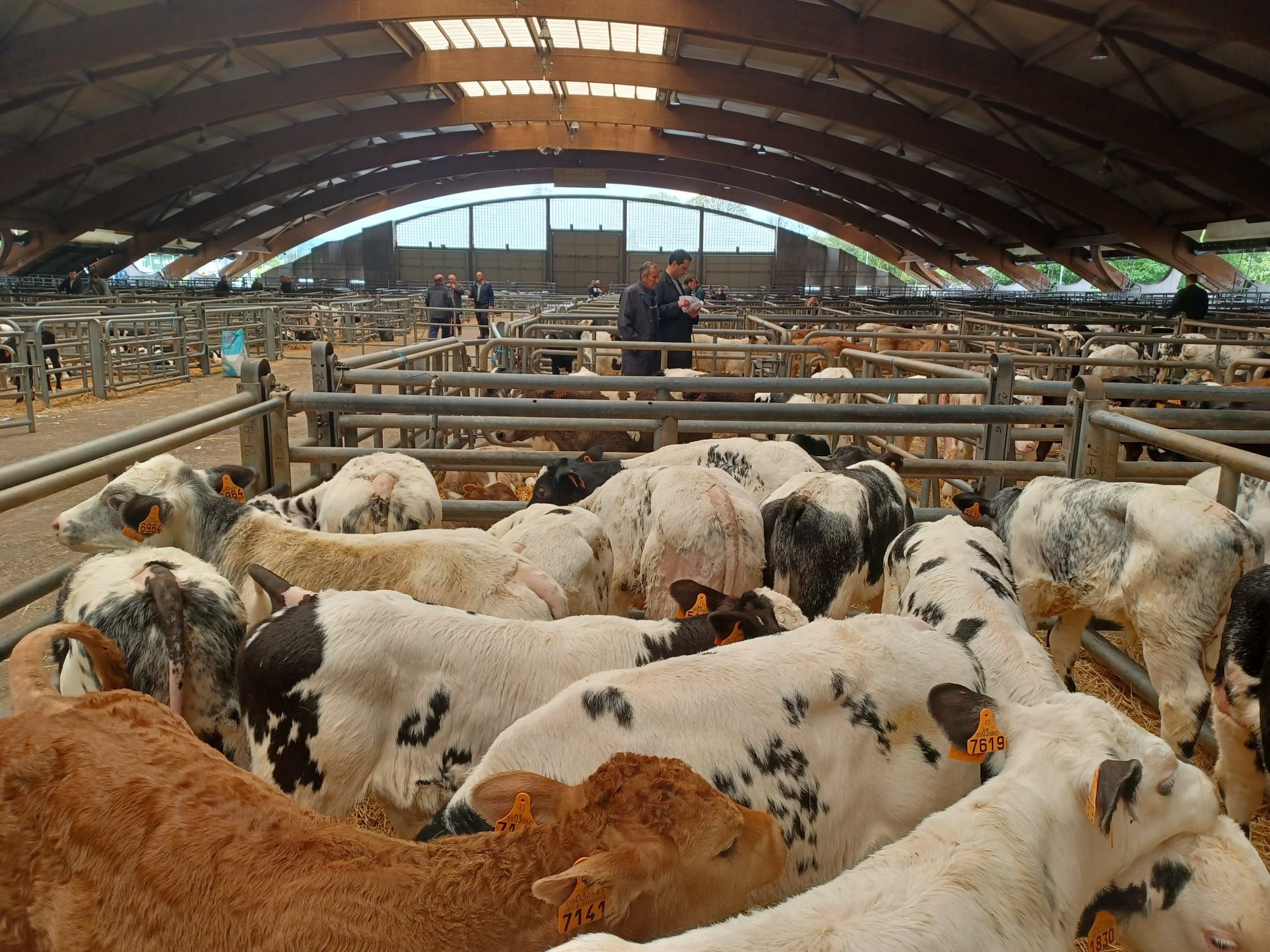 El mercado de ganado de los jueves en Siero: así operan los tratantes en la cita del recinto poleso