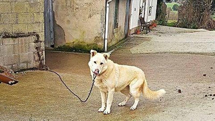 Perro encadenado de forma ilegal que denuncia Libera.