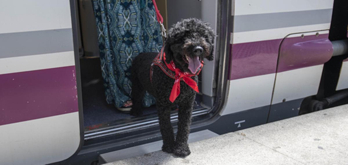 Un perro baja de un vagón