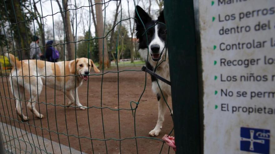 Perros en el parque canino del Campo San Francisco de Oviedo.