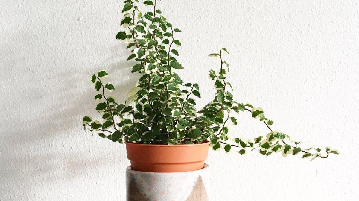 Una planta en una maceta