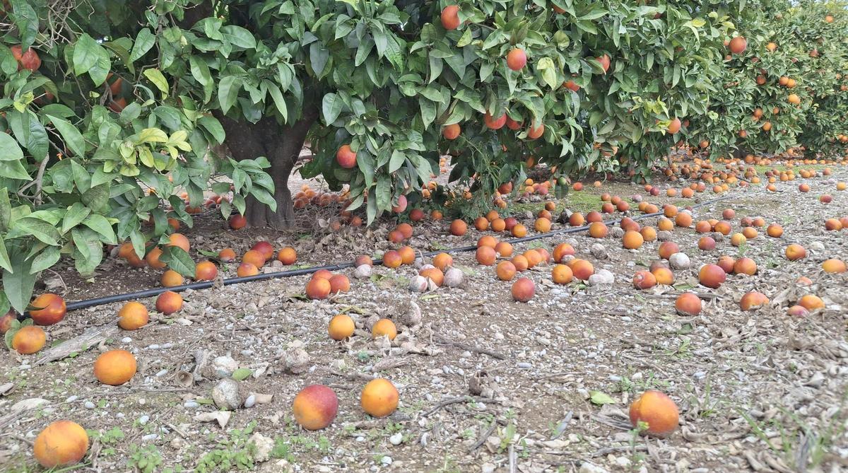 Naranjas sanguinas que han caído al suelo en un bancal del Pla de Xàbia