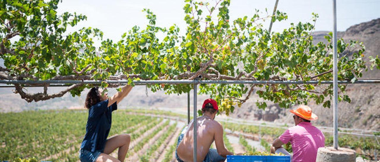 Los mercados extranjeros demandan más vino canario y pagan más por él