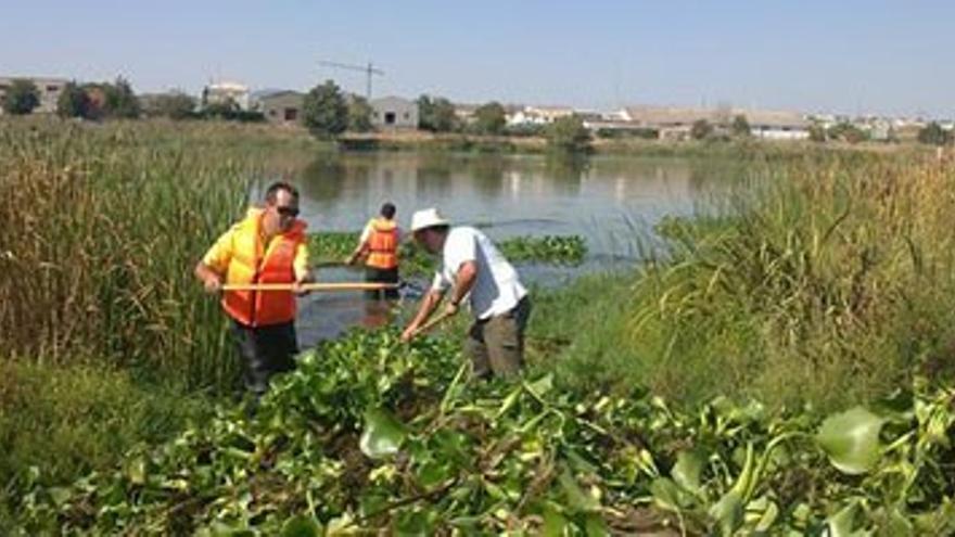 Confederación comienza la extracción del camalote del Guadiana en Mérida