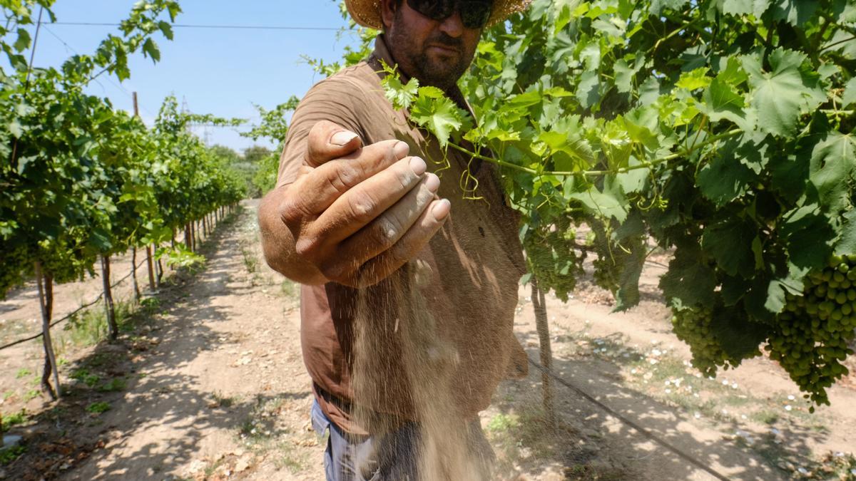 Un agricultor de Novelda muestra la tierra seca por la falta de lluvias en su plantación de uva de mesa.