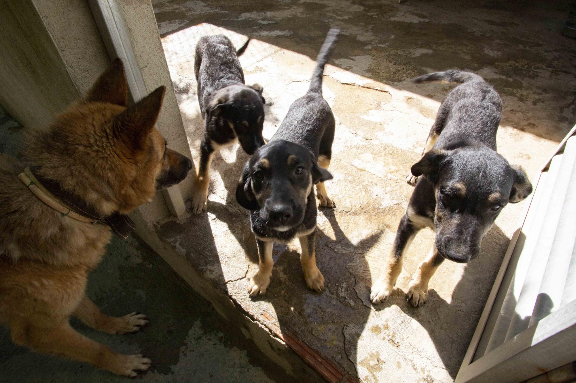 La protectora de Xàtiva alerta sobre el aumento de abandonos en verano