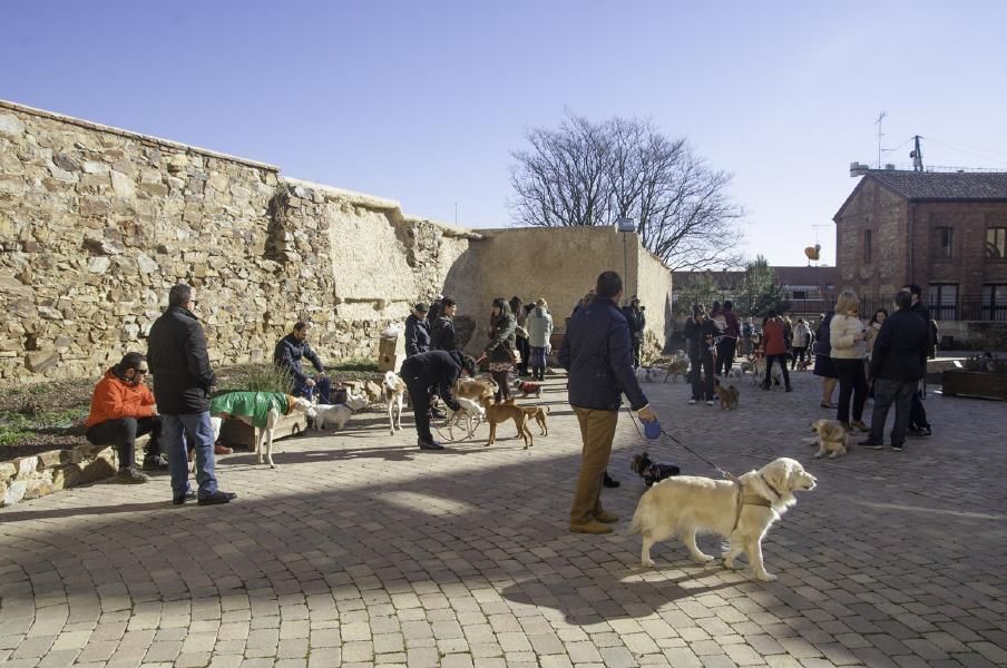 San Antón bendice a los animales en Benavente.