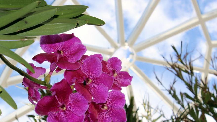 El Orquidario de Estepona sobrepasa la barrera de las 40.000 visitas anuales