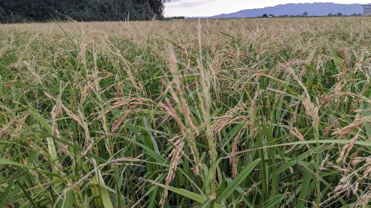 La calamarsa causa pèrdues del 50% als arrossars del Delta, castigats abans per la sequera