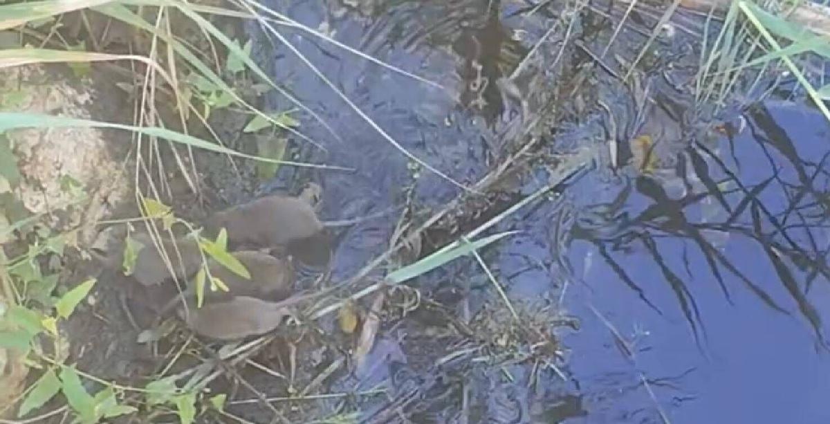 Ratas en el arroyo de La Rebanadilla, Campanillas, junto a calle Fausto y el Parque Lineal