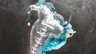 Este verano habrá más medusas: ¿qué hay que hacer tras una picadura?