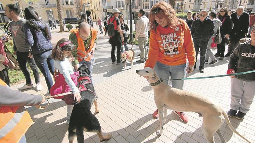 Castelló revisará cuatro mil perros para asegurar que llevan el ‘chip’