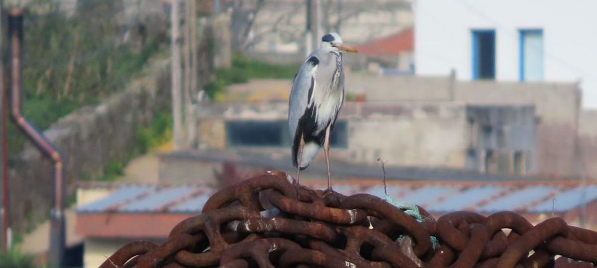 El Puerto elabora un catálogo con las especies de aves en sus espacios