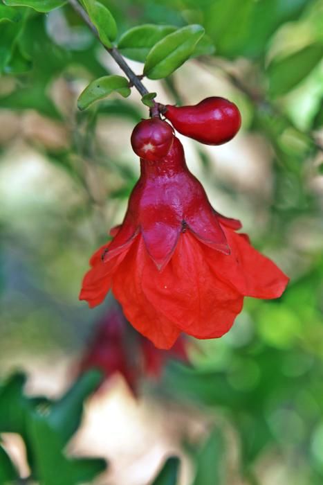 Auf der Bio-Finca S’Hort de Son Morro wachsen rund 500 Bäume, die ab jetzt reife Granatäpfel tragen. Besitzer José Romero weiß, welche Sorten besonders gut munden – und wie man die Früchte am besten s