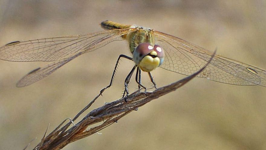 Es Vedrà, paraíso para los insectos