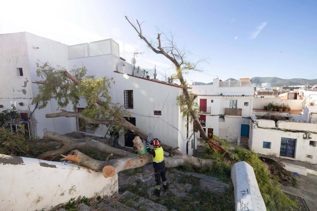 Un árbol cae sobre una casa y deja a sus ocupantes encerrados.