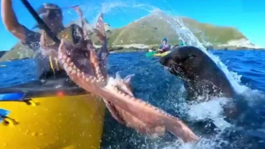 La bofetada de una foca con un pulpo en la boca a un piragüista