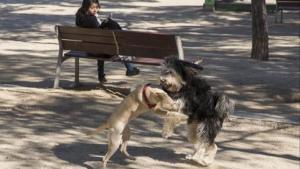 Imagen de archivo de dos perros jugando en Mataró.
