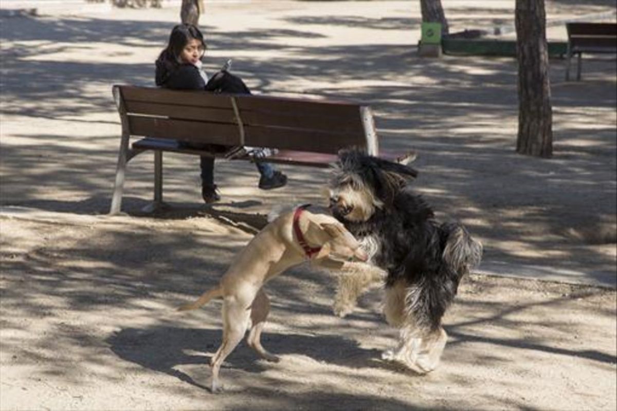 Imagen de archivo de dos perros jugando en Mataró.