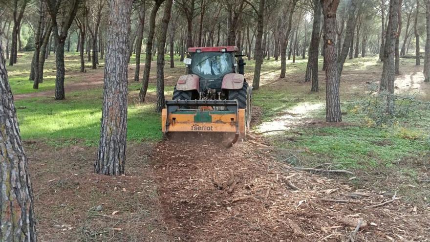 Triturado de las ramas de poda para que queden para regenerar el suelo en Valorio. | CEDIDA