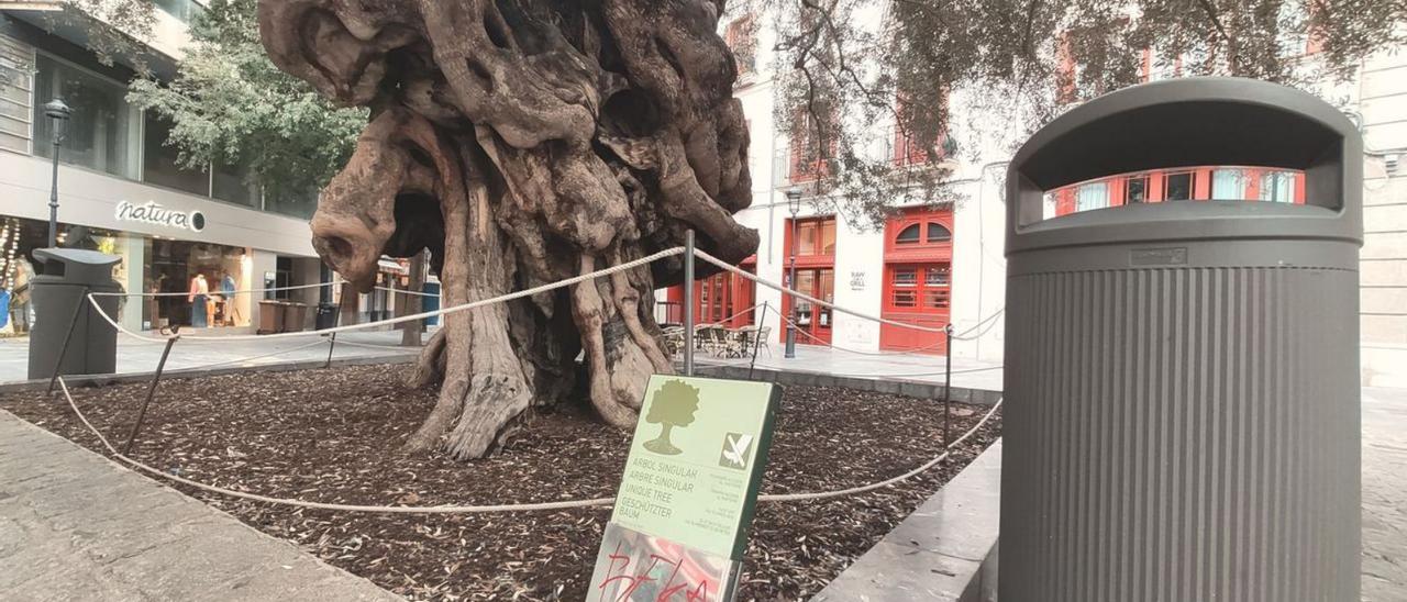 El Olivo centenario de Cort aparece flanqueado por dos papeleras gigantes. |  A.F.