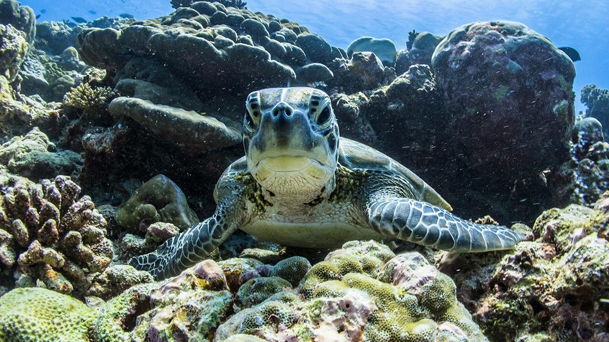 Una tortuga marina descansa sobre el arrecife, uno de los encuentros más emocionantes para quienes hacen snorkel en Maldivas.
