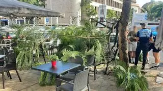 Susto en Santa Cruz: cae una rama sobre varias mesas de una terraza