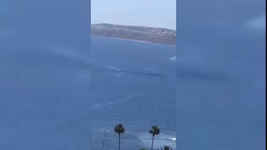 Una ballena nada cerca de La Laja