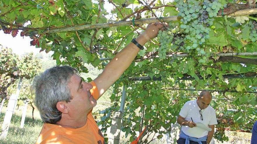 Los viticultores podrán informarse de las ventajas de inscribirse en el registro vitícola. // Santos Álvarez