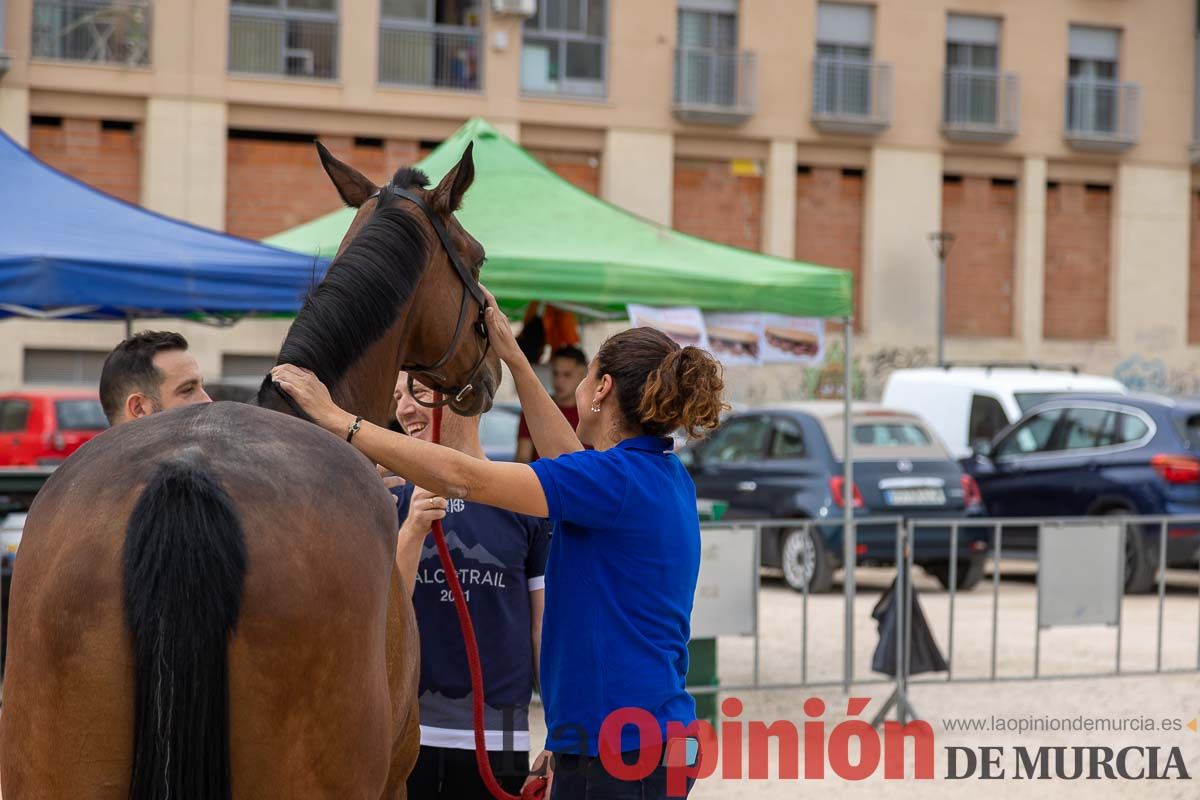 Control veterinario de los Caballos del Vino en Caravaca