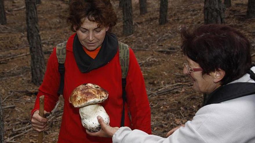 Una recolectora en el momento de sacar un «boletus» en un pinar de Rosinos de la Requejada.