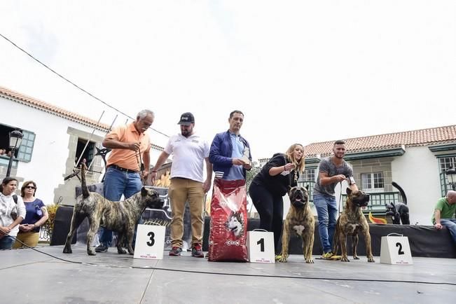 Celebración del I Certamen Nacional de perro ...