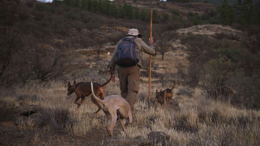Un cazador con sus perros en las medianías de Tenerife.