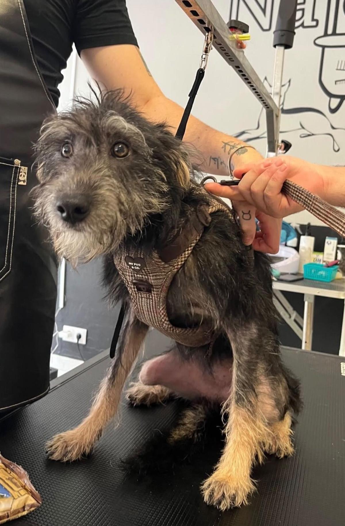 La perrita Karma en la peluquería canina Nalonpets.