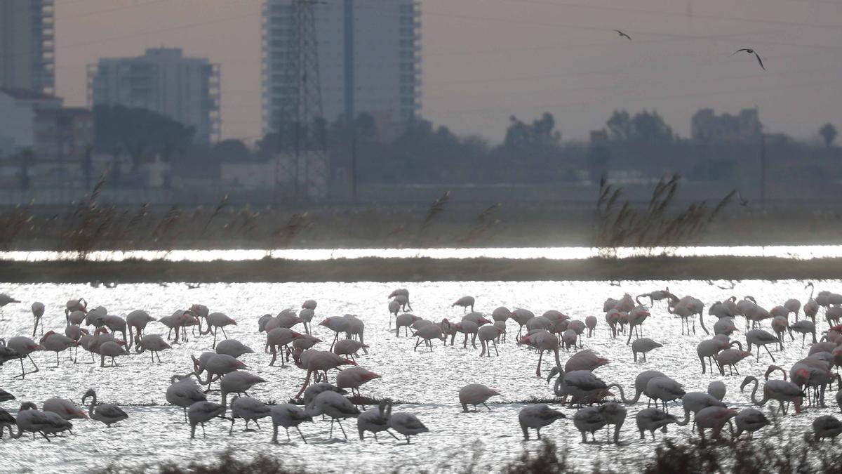 La Albufera de València es uno de los espacios naturales de relevancia que rodean la ciudad.