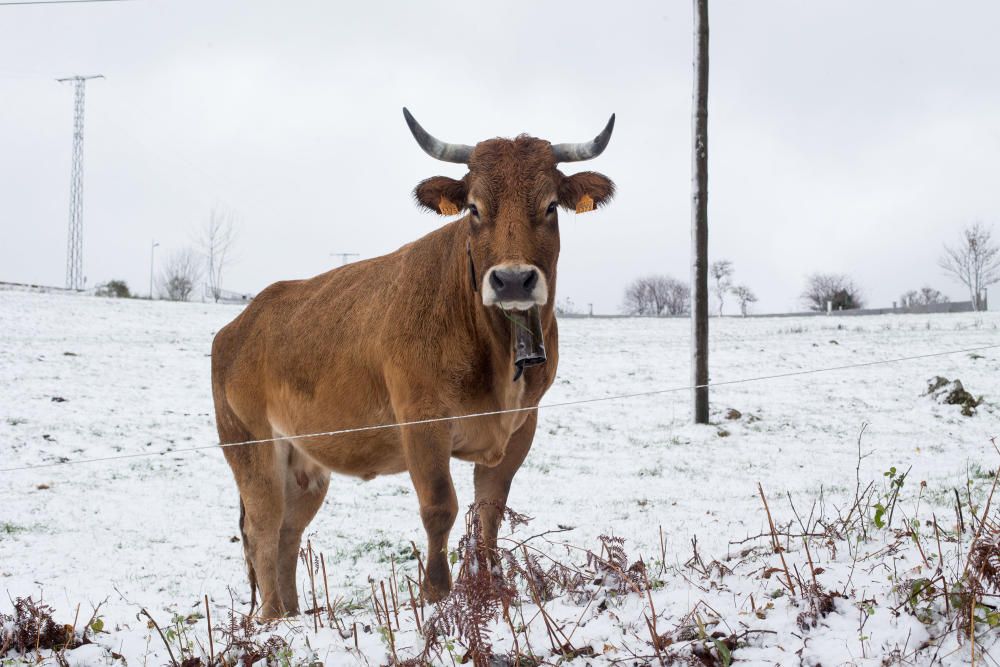 Los primeros copos de nieve llegaron a Pedrafita do Cebreiro, en Os Ancares.