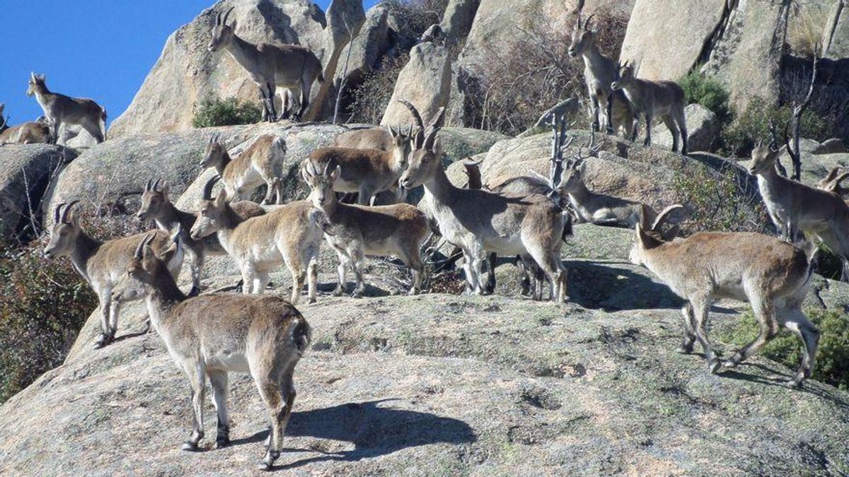 La Comunitat de Madrid crearà una reserva biogenètica d’aquest animal al Parc Nacional de la Serra de Guadarrama.