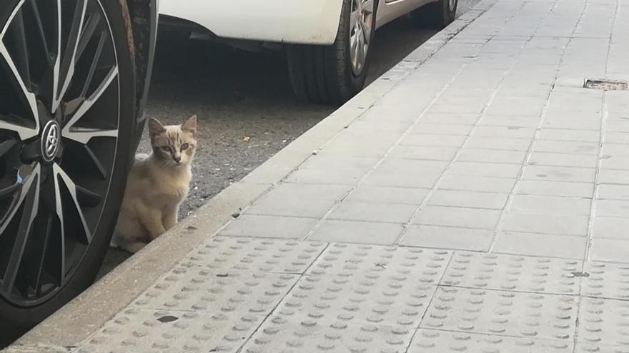 Denuncian maltrato contra una colonia de gatos en Torrejoncillo